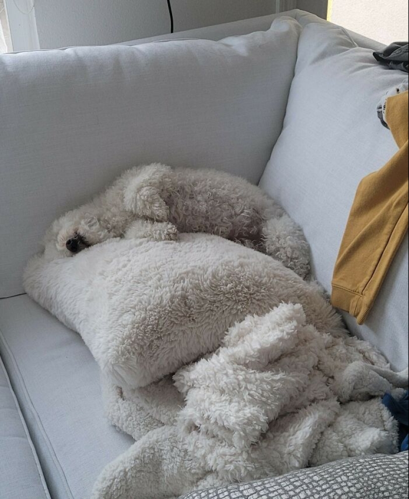 15 Things That Matched Their Surroundings So Well, They Made People Do A Double Take