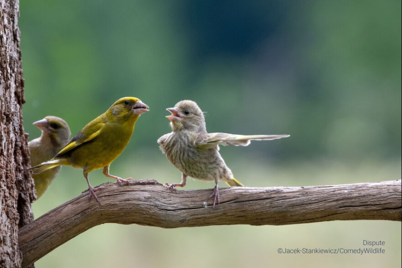 16 de las mejores entradas a los premios Comedy Wildlife Photography Awards (edición 2023)