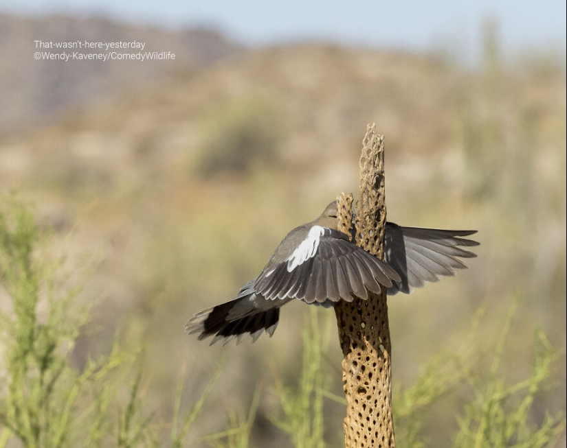 16 de las mejores entradas a los premios Comedy Wildlife Photography Awards (edición 2023)