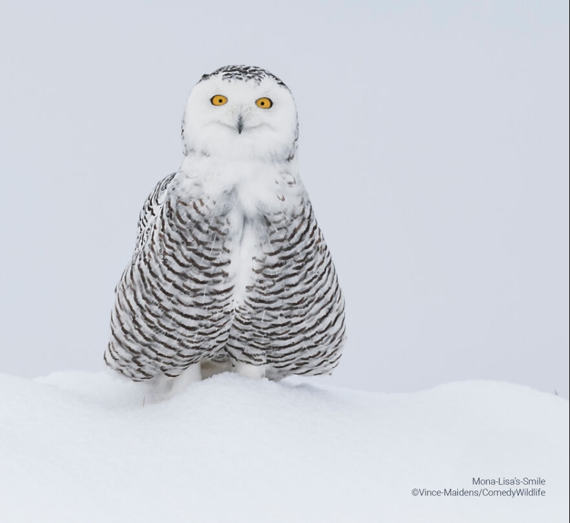 16 de las mejores entradas a los premios Comedy Wildlife Photography Awards (edición 2023)