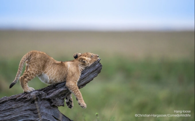 16 de las mejores entradas a los premios Comedy Wildlife Photography Awards (edición 2023)