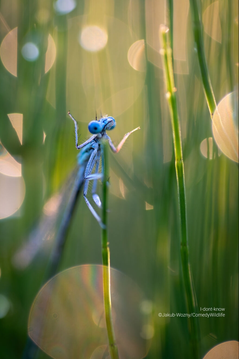16 de las mejores entradas a los premios Comedy Wildlife Photography Awards (edición 2023)