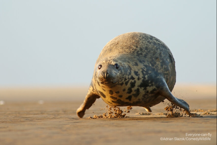 16 de las mejores entradas a los premios Comedy Wildlife Photography Awards (edición 2023)