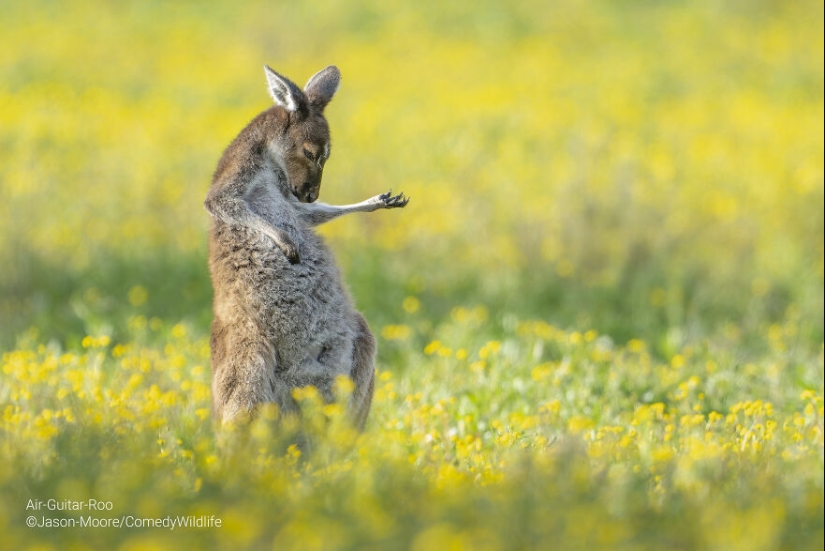16 de las mejores entradas a los premios Comedy Wildlife Photography Awards (edición 2023)