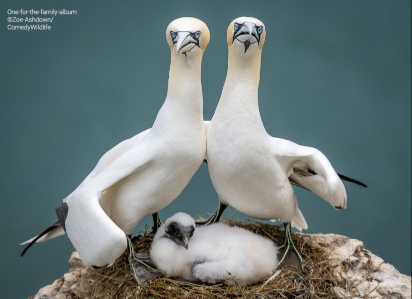 16 de las mejores entradas a los premios Comedy Wildlife Photography Awards (edición 2023)
