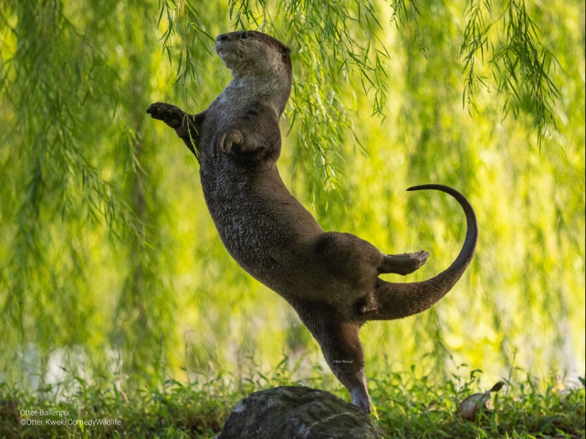 16 de las mejores entradas a los premios Comedy Wildlife Photography Awards (edición 2023)