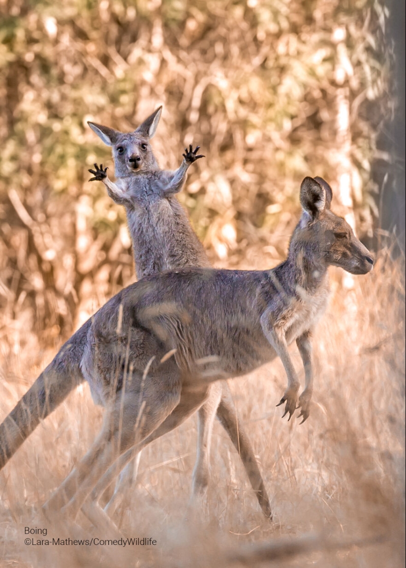 16 de las mejores entradas a los premios Comedy Wildlife Photography Awards (edición 2023)