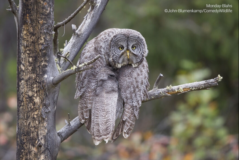 16 de las mejores entradas a los premios Comedy Wildlife Photography Awards (edición 2023)