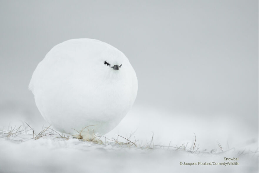16 de las mejores entradas a los premios Comedy Wildlife Photography Awards (edición 2023)