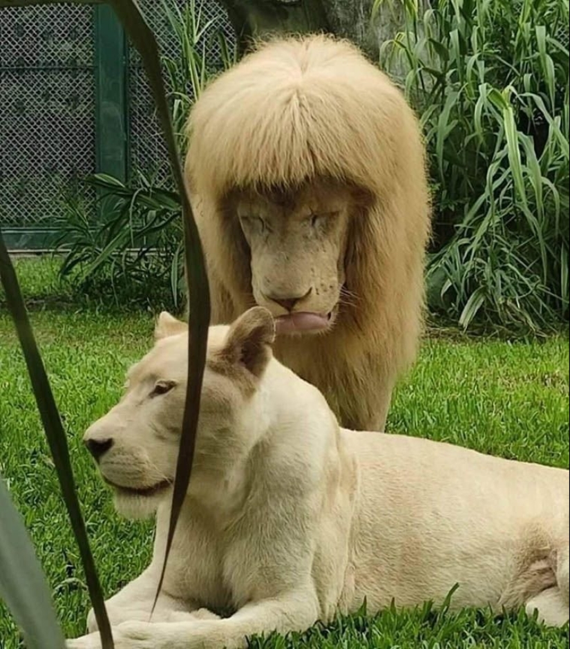 16 People Who Just Wanted To Become Prettier But Failed 16 People Who Just Wanted To Become Prettier But Failed