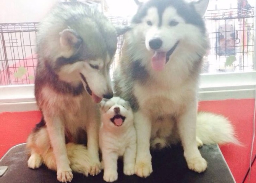 16 perros más gloriosos con los cachorros más lindos