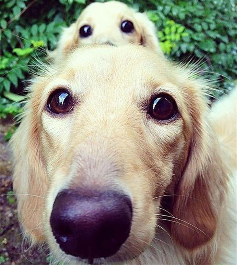 16 perros más gloriosos con los cachorros más lindos