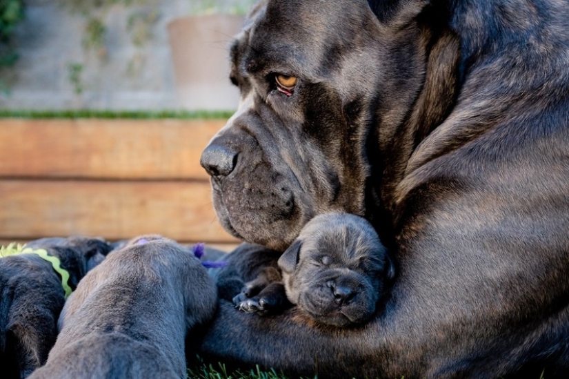 16 perros más gloriosos con los cachorros más lindos