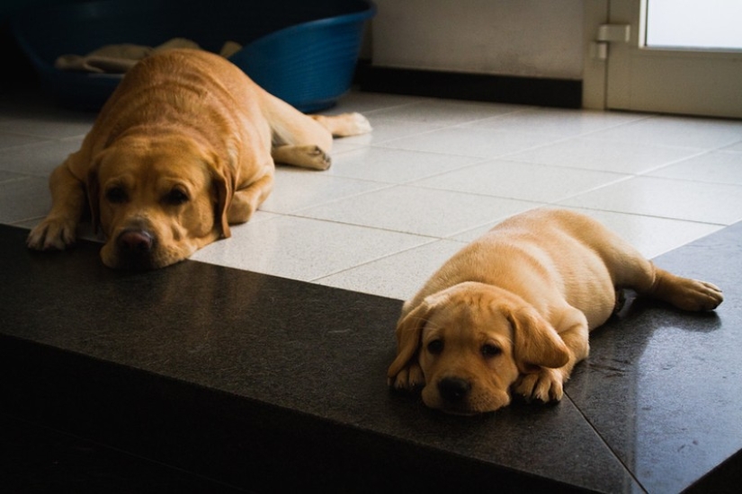 16 perros más gloriosos con los cachorros más lindos