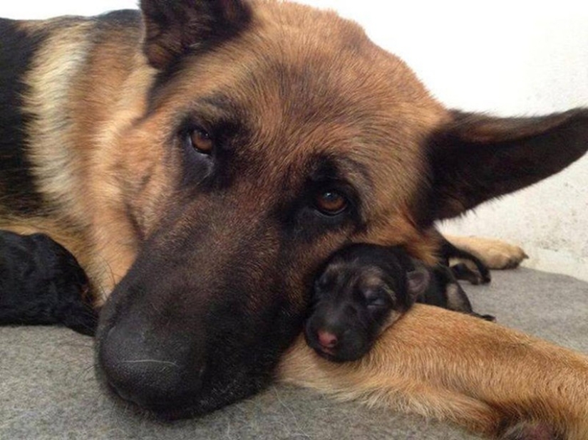16 perros más gloriosos con los cachorros más lindos