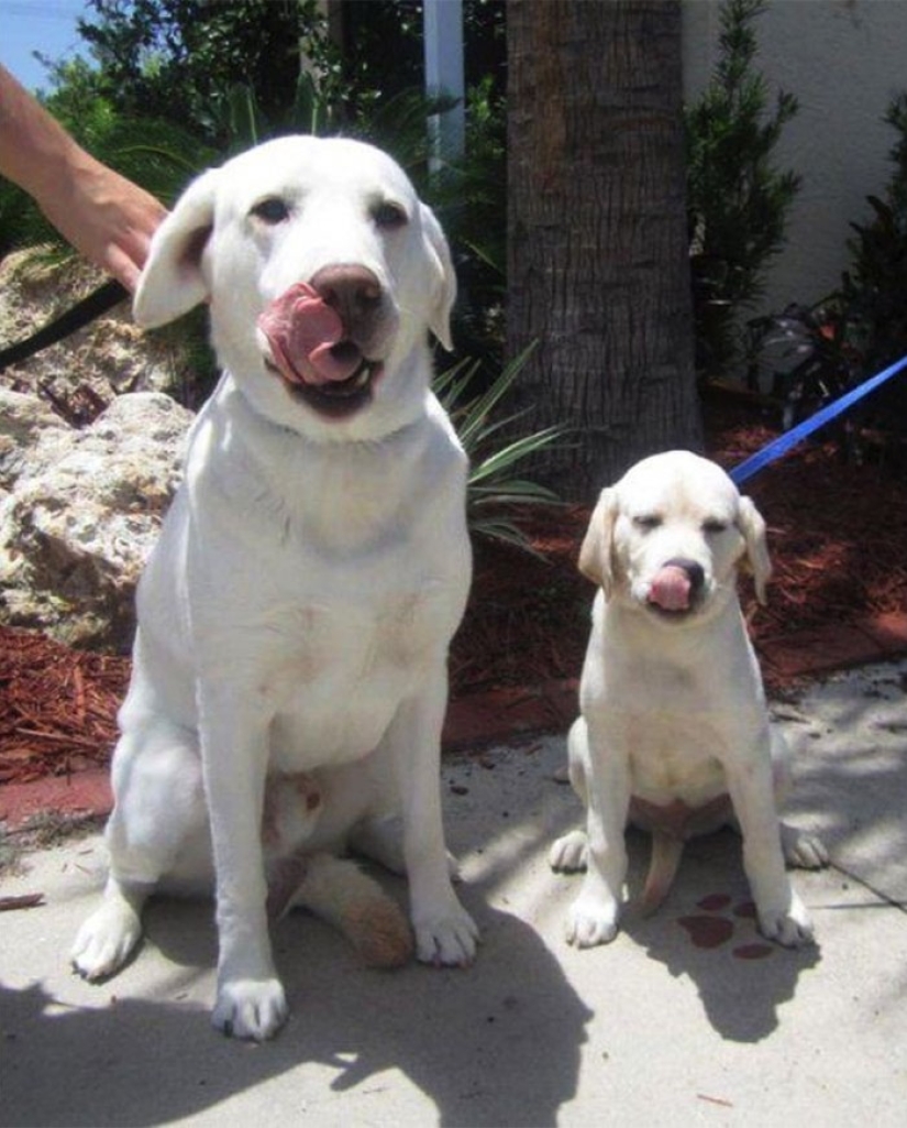 16 perros más gloriosos con los cachorros más lindos