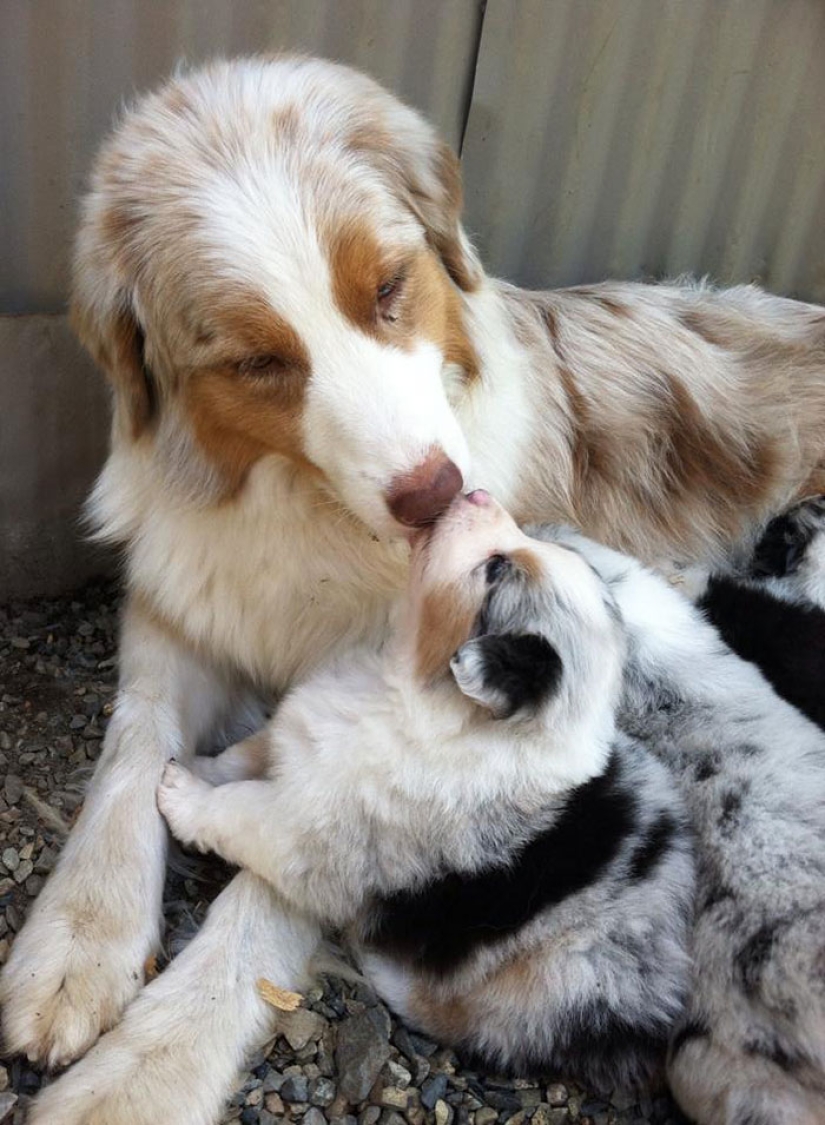 16 perros más gloriosos con los cachorros más lindos