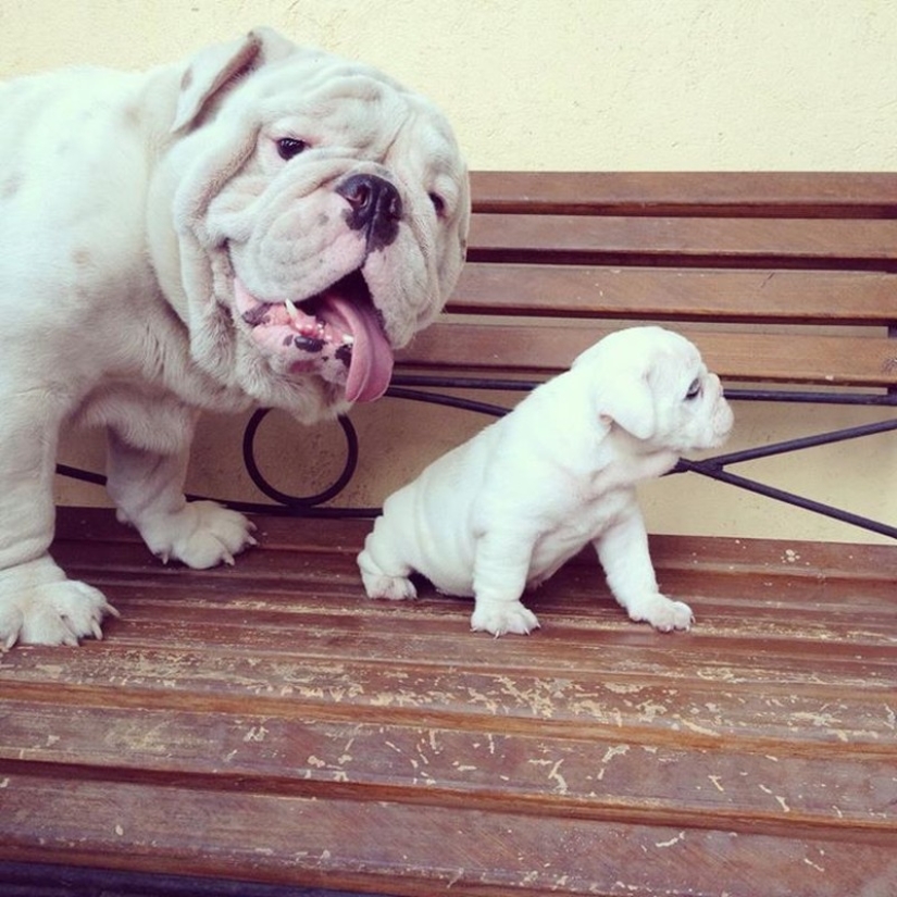 16 perros más gloriosos con los cachorros más lindos