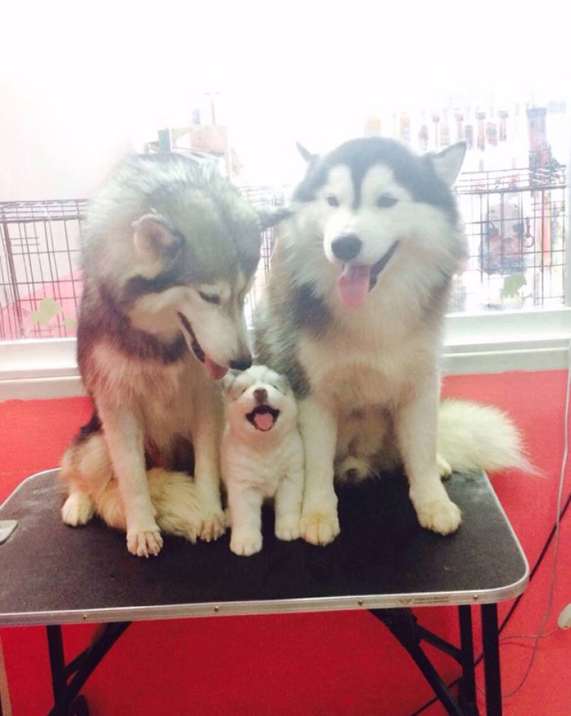 16 perros más gloriosos con los cachorros más lindos