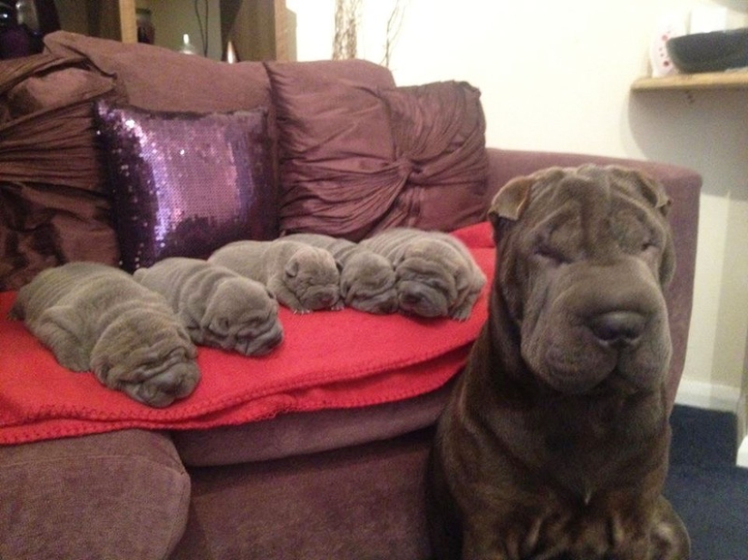 16 perros más gloriosos con los cachorros más lindos