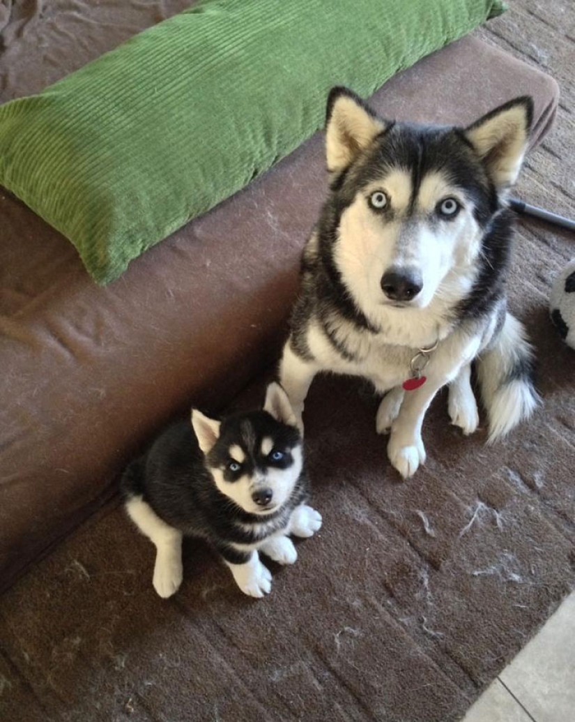 16 perros más gloriosos con los cachorros más lindos