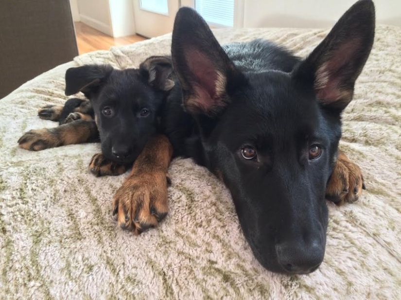 16 perros más gloriosos con los cachorros más lindos