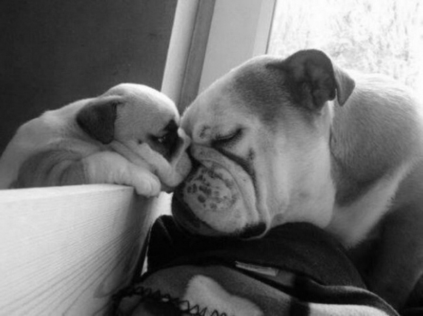 16 perros más gloriosos con los cachorros más lindos