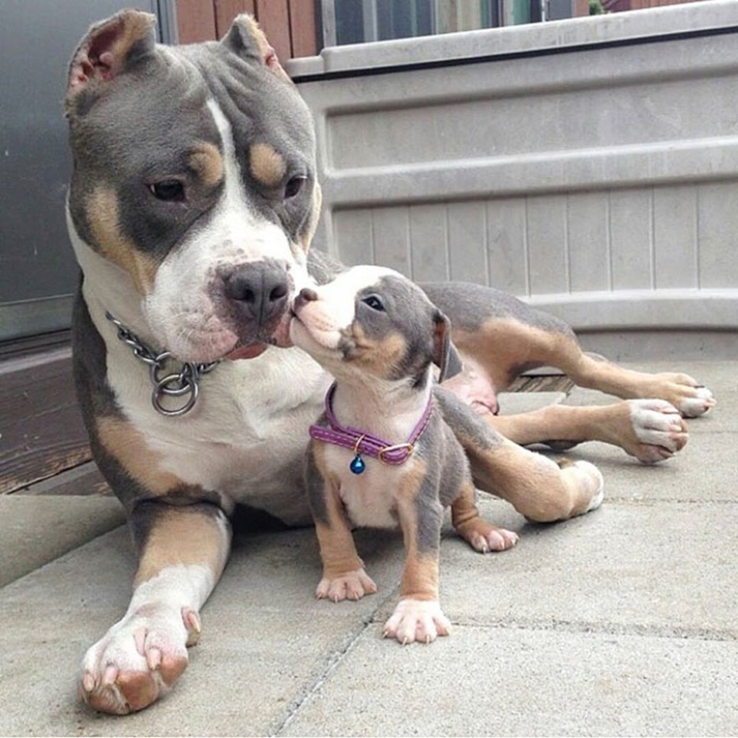 16 perros más gloriosos con los cachorros más lindos
