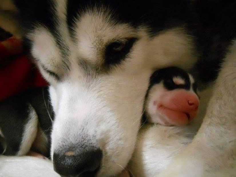 16 perros más gloriosos con los cachorros más lindos