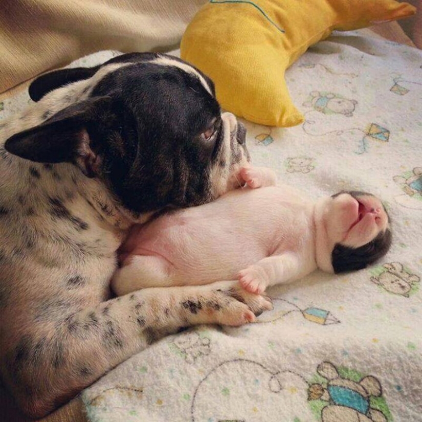 16 perros más gloriosos con los cachorros más lindos
