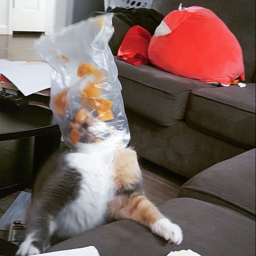 16 pobres animales que se quedaron sin suerte y se quedaron atrapados mientras comían