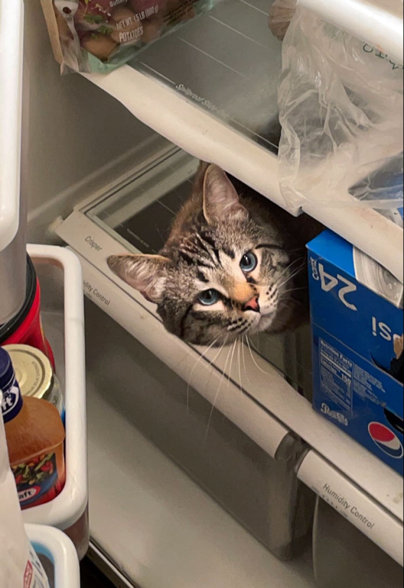 16 pobres animales que se quedaron sin suerte y se quedaron atrapados mientras comían