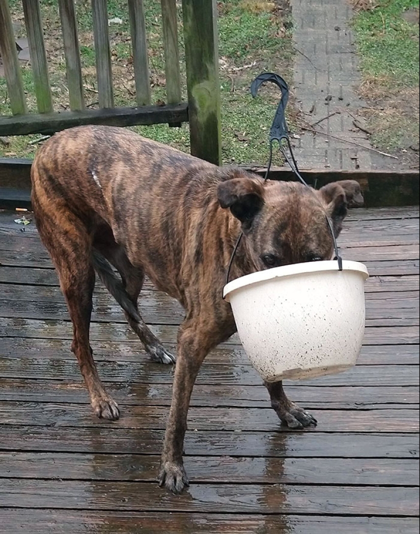 16 pobres animales que se quedaron sin suerte y se quedaron atrapados mientras comían