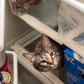 16 pobres animales que se quedaron sin suerte y se quedaron atrapados mientras comían