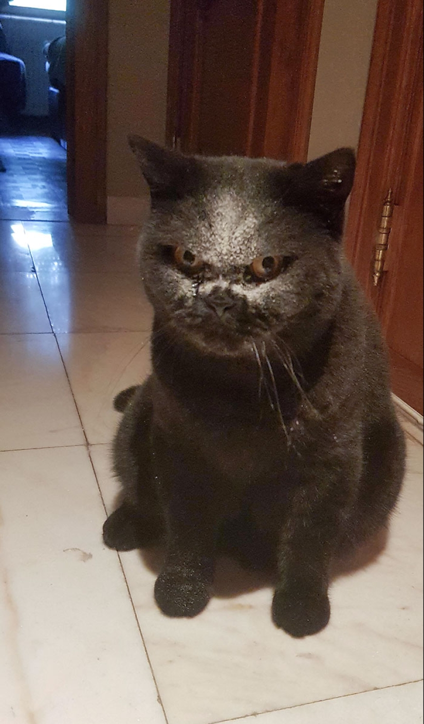 16 pobres animales que se quedaron sin suerte y se quedaron atrapados mientras comían