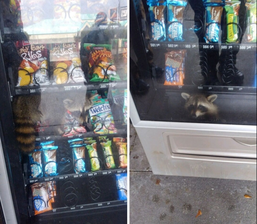 16 pobres animales que se quedaron sin suerte y se quedaron atrapados mientras comían