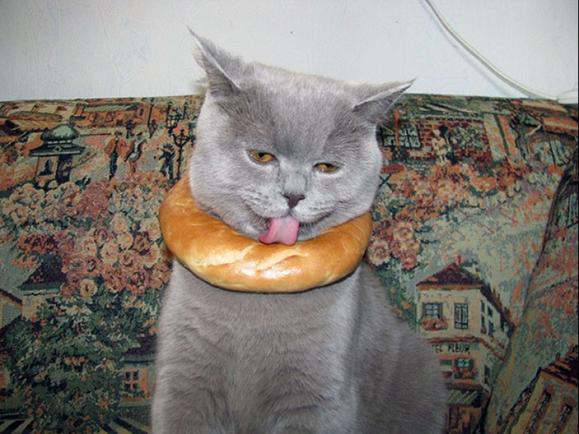 16 Poor Animals Who Ran Out Of Luck And Got Stuck While Eating