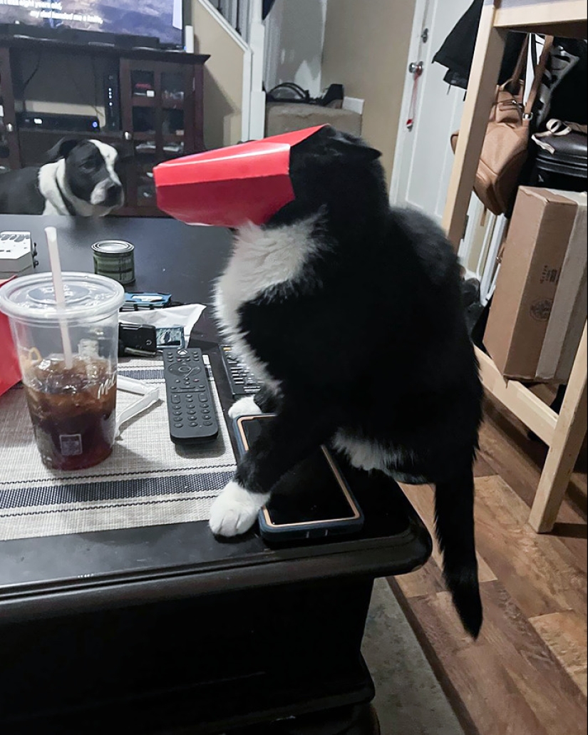 16 Poor Animals Who Ran Out Of Luck And Got Stuck While Eating