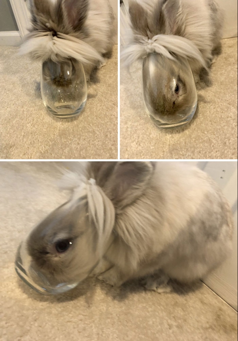 16 Poor Animals Who Ran Out Of Luck And Got Stuck While Eating