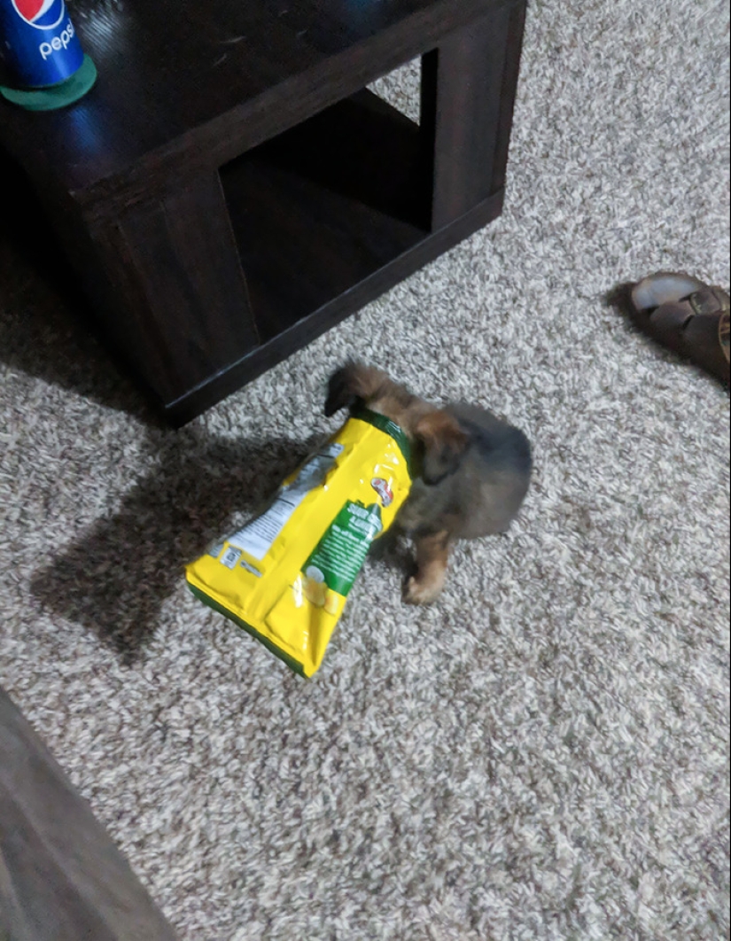 16 Poor Animals Who Ran Out Of Luck And Got Stuck While Eating
