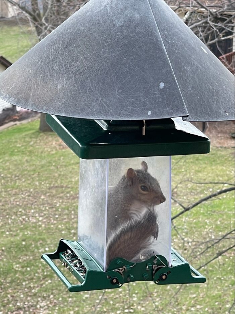 16 Poor Animals Who Ran Out Of Luck And Got Stuck While Eating