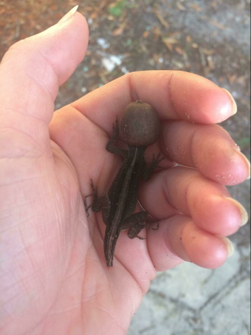 16 Poor Animals Who Ran Out Of Luck And Got Stuck While Eating