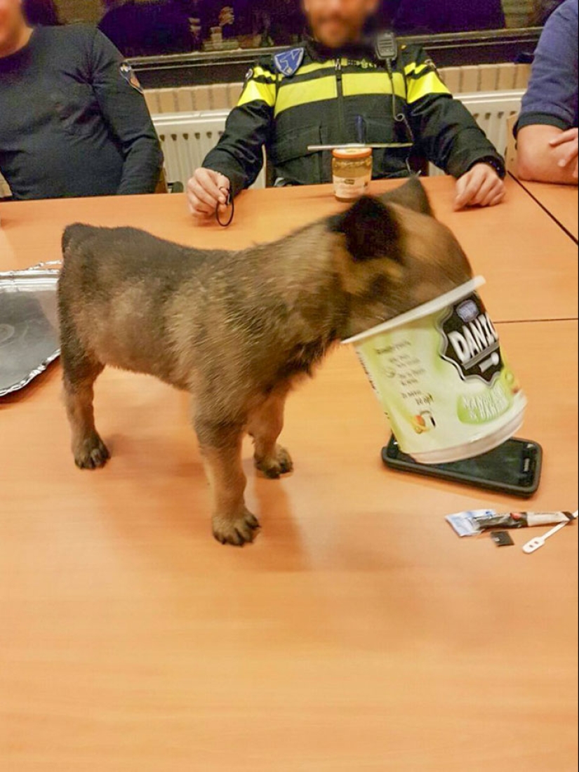 16 Poor Animals Who Ran Out Of Luck And Got Stuck While Eating