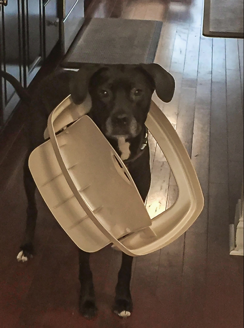 16 Poor Animals Who Ran Out Of Luck And Got Stuck While Eating
