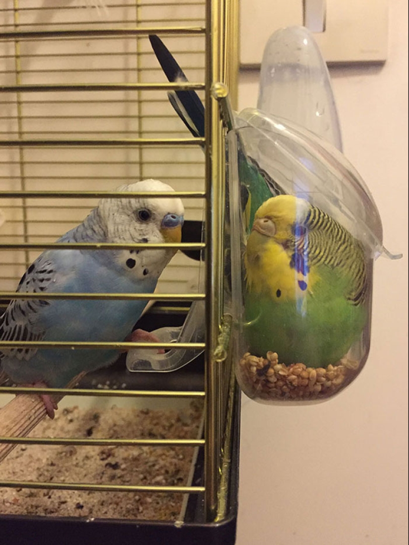 16 Poor Animals Who Ran Out Of Luck And Got Stuck While Eating