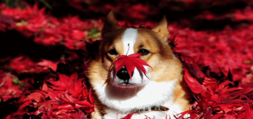 17 reasons to rejoice in the arrival of autumn