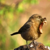 17 Weird And Amazing Animal Hybrids Created By The Imagination