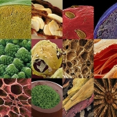 18 amazing food photos under the microscope 18 amazing food photos under the microscope