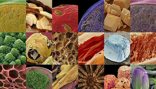 18 amazing food photos under the microscope 18 amazing food photos under the microscope