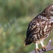 18 fotos de las que los búhos pueden estar orgullosos